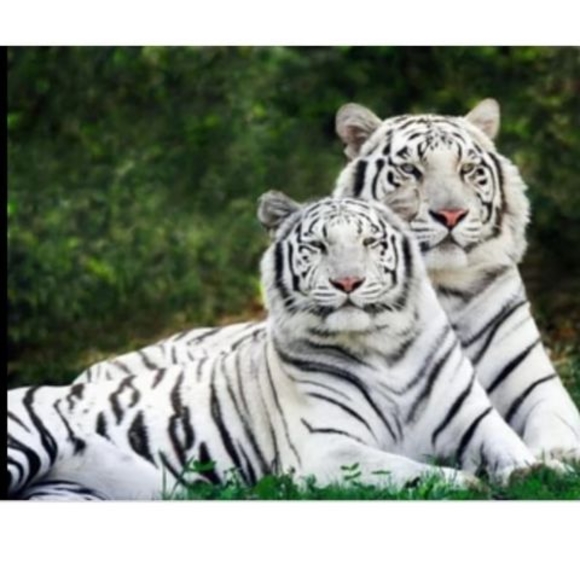 Meet your Posher, Ramon - Picture 1 of 1